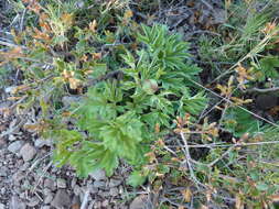 Image of Common Peony