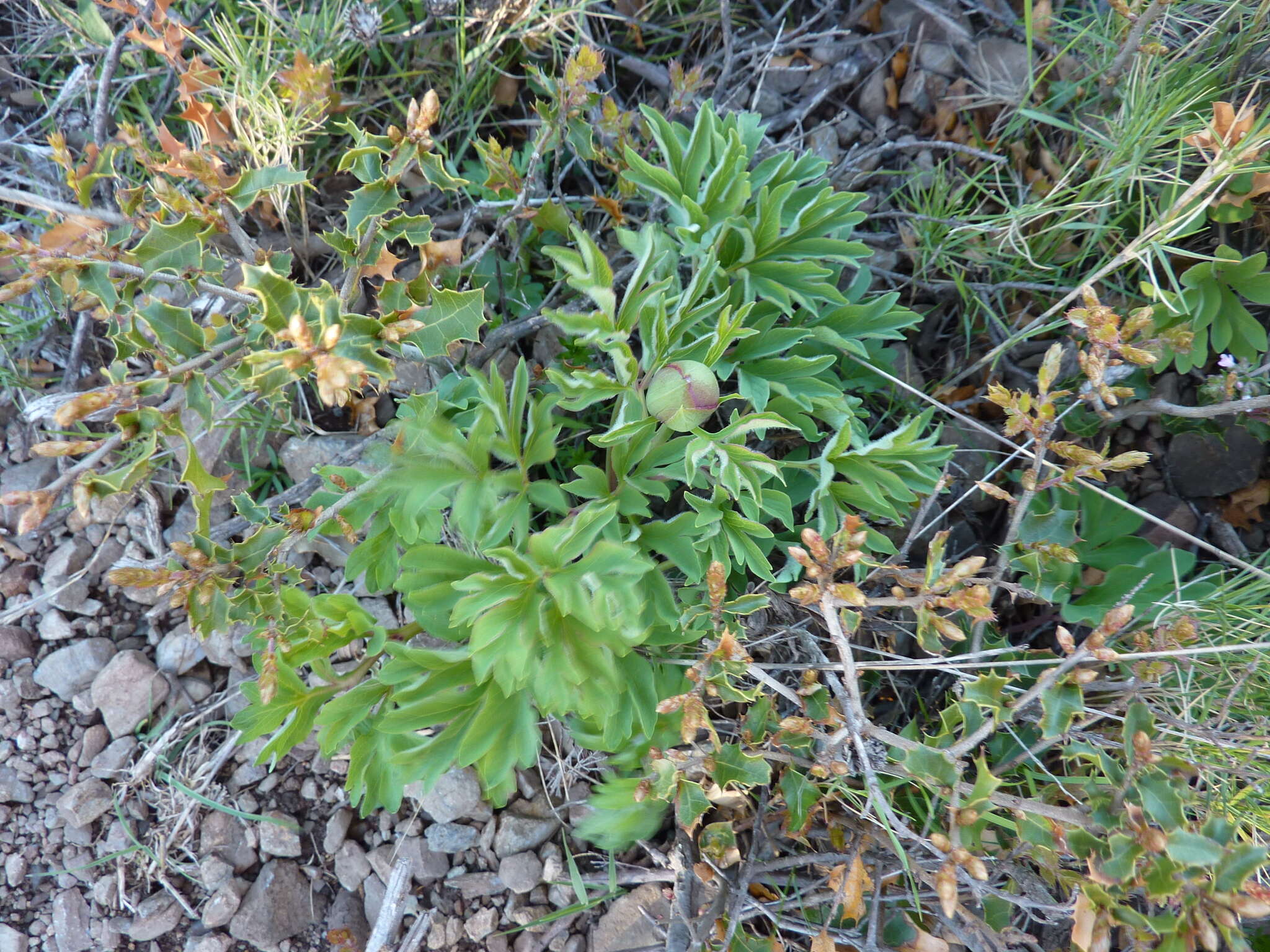 Image of Common Peony