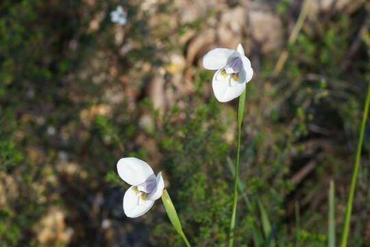 Imagem de Diplarrena latifolia Benth.