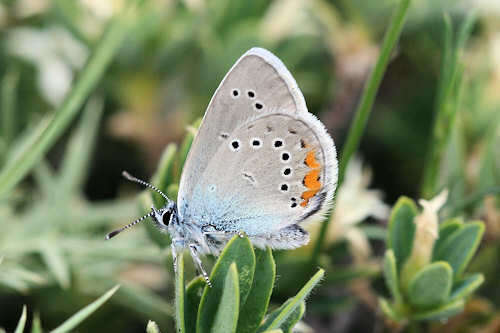 Sivun Cyaniris kuva