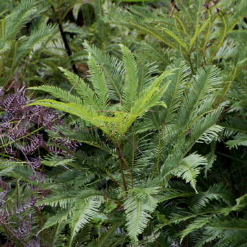 Image of Sticherus flabellatus (R. Br.) H. St. John