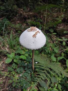 Image de Macrolepiota detersa Z. W. Ge, Zhu L. Yang & Vellinga 2010