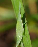 Imagem de Atractomorpha similis Bolívar & I. 1884