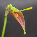 Imagem de Masdevallia vargasii C. Schweinf.