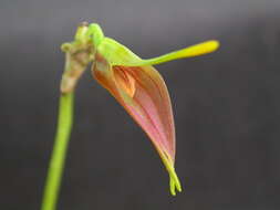 Imagem de Masdevallia vargasii C. Schweinf.