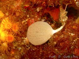 Image of guancha sponge