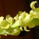 Слика од Epidendrum tridactylum Lindl.