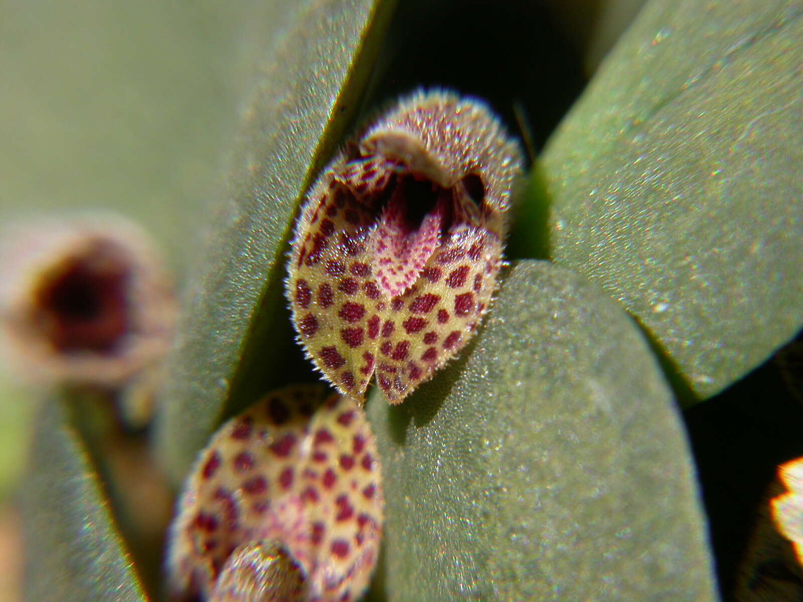 Image of Acianthera