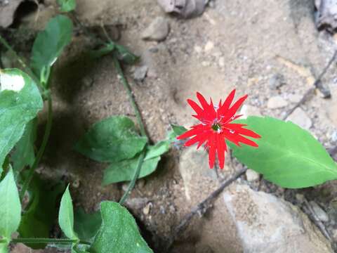 Image of roundleaf catchfly