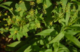 Image of yellow pimpernel