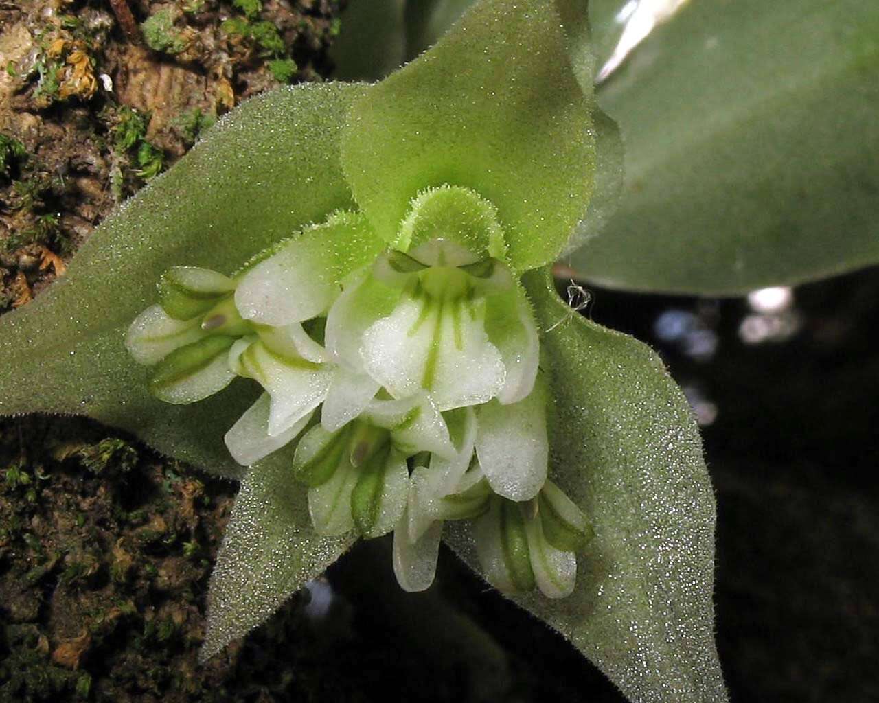 Image of Custard orchid