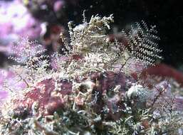 Image of Feather hydroid