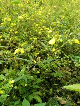 Image of Calceolaria mexicana Benth.