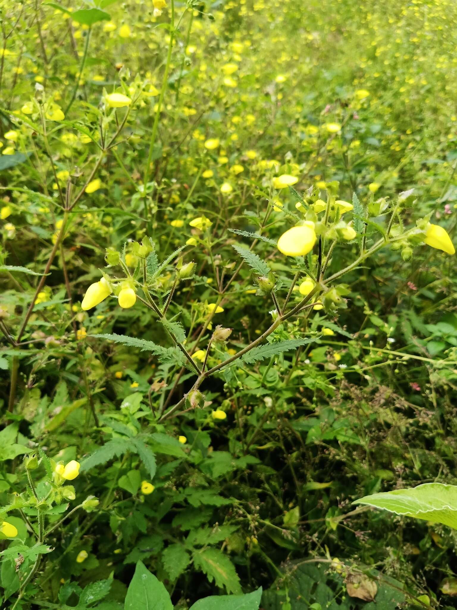 Image of Calceolaria mexicana Benth.