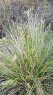 Image de Festuca sibirica Hack. ex Boiss.