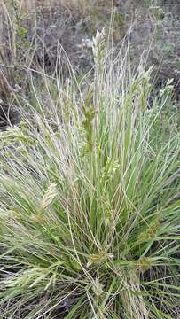 Image de Festuca sibirica Hack. ex Boiss.