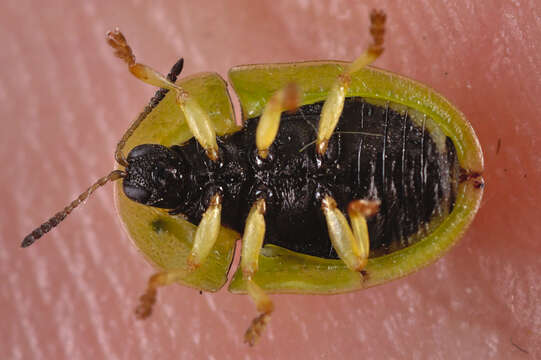 Image of Cassida (Cassida) denticollis Suffrian 1844