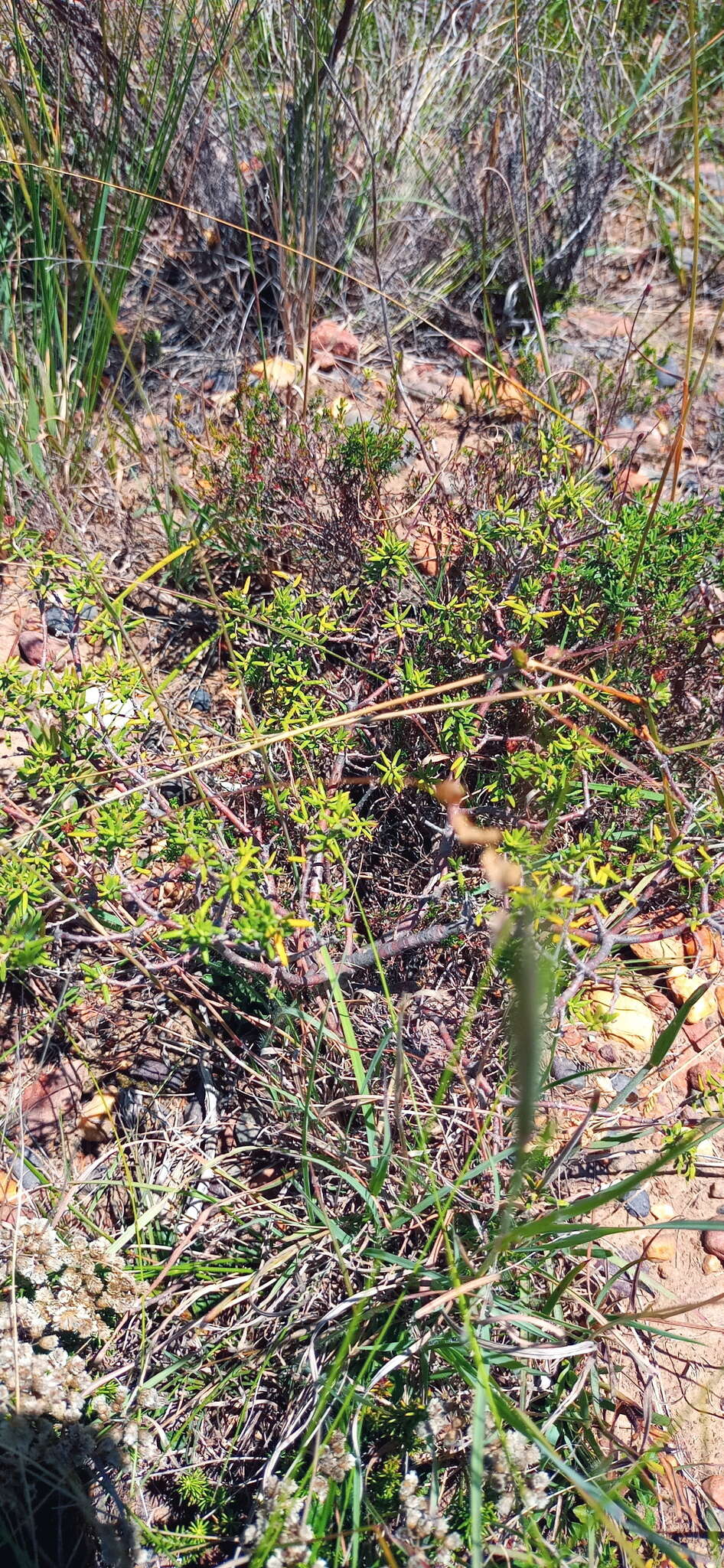 Image of Agathosma foetidissima (Bartl. & Wendl.) Steud.