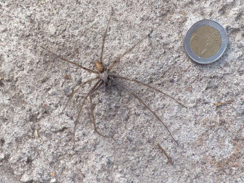 Image of cardinal spider