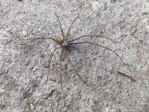 Image of cardinal spider