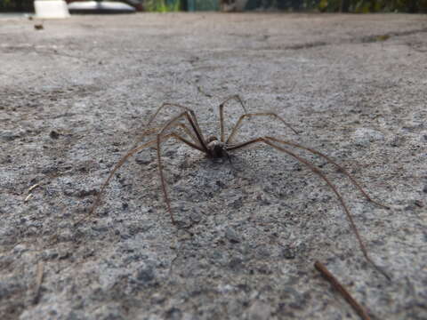 Image of cardinal spider