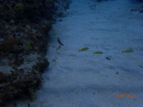 Image of Yellowhead Wrasse