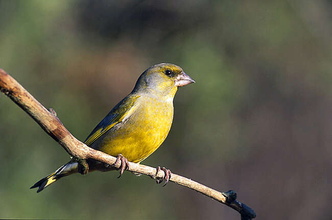 Image of Chloris Cuvier 1800