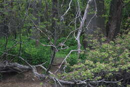 Image of Passer domesticus domesticus (Linnaeus 1758)