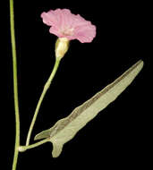 Image of Convolvulus remotus R. Br.