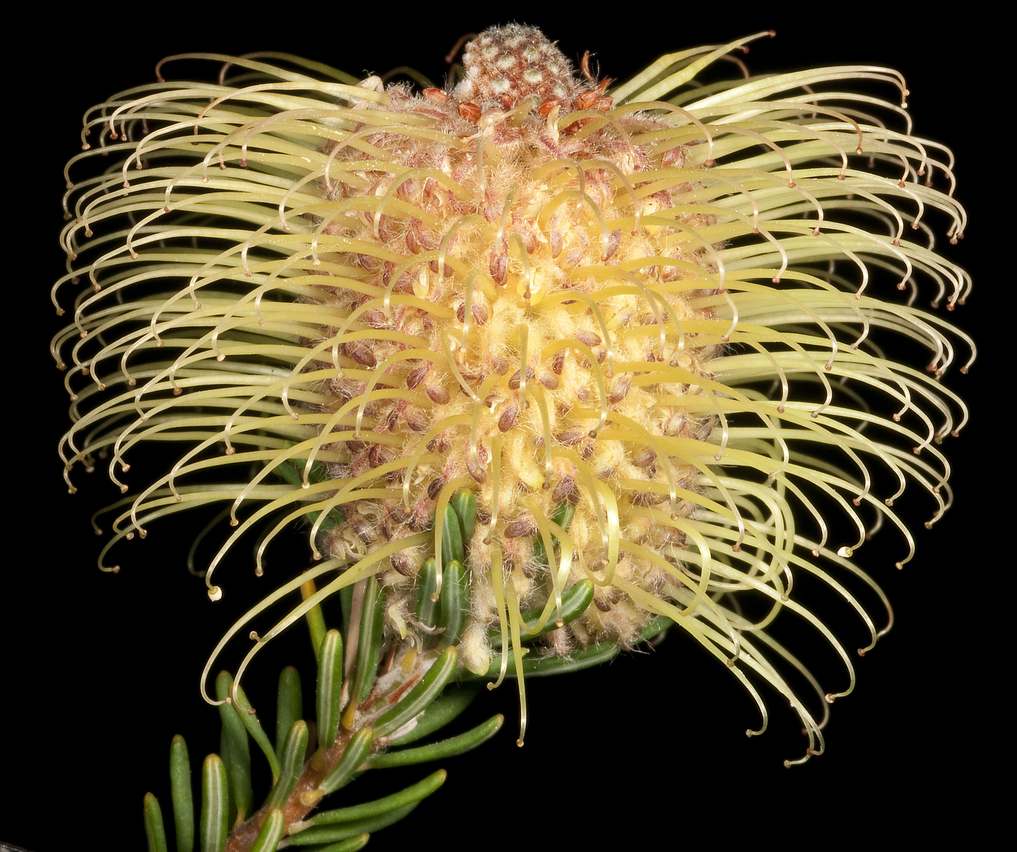 Image of Meisner's Banksia