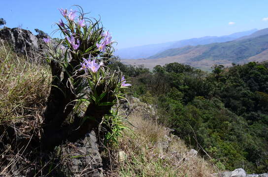 Image de Xerophyta villosa (Baker) L. B. Sm. & Ayensu