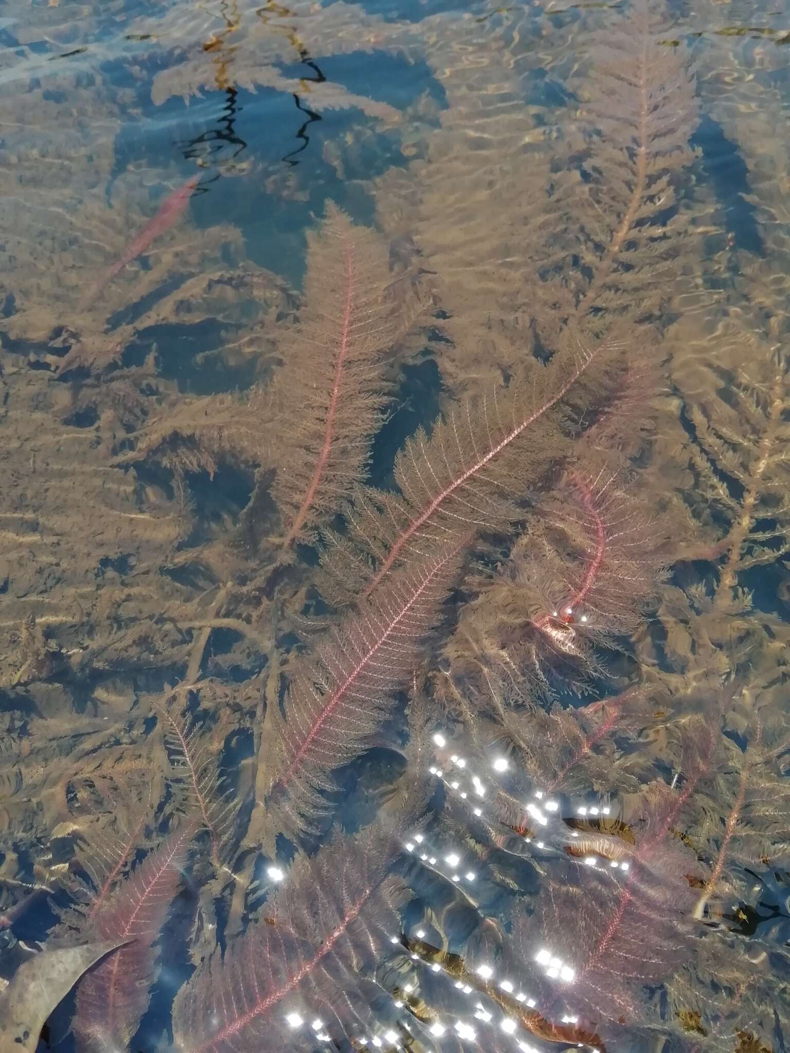 Image of Hydrostachys polymorpha Klotzsch