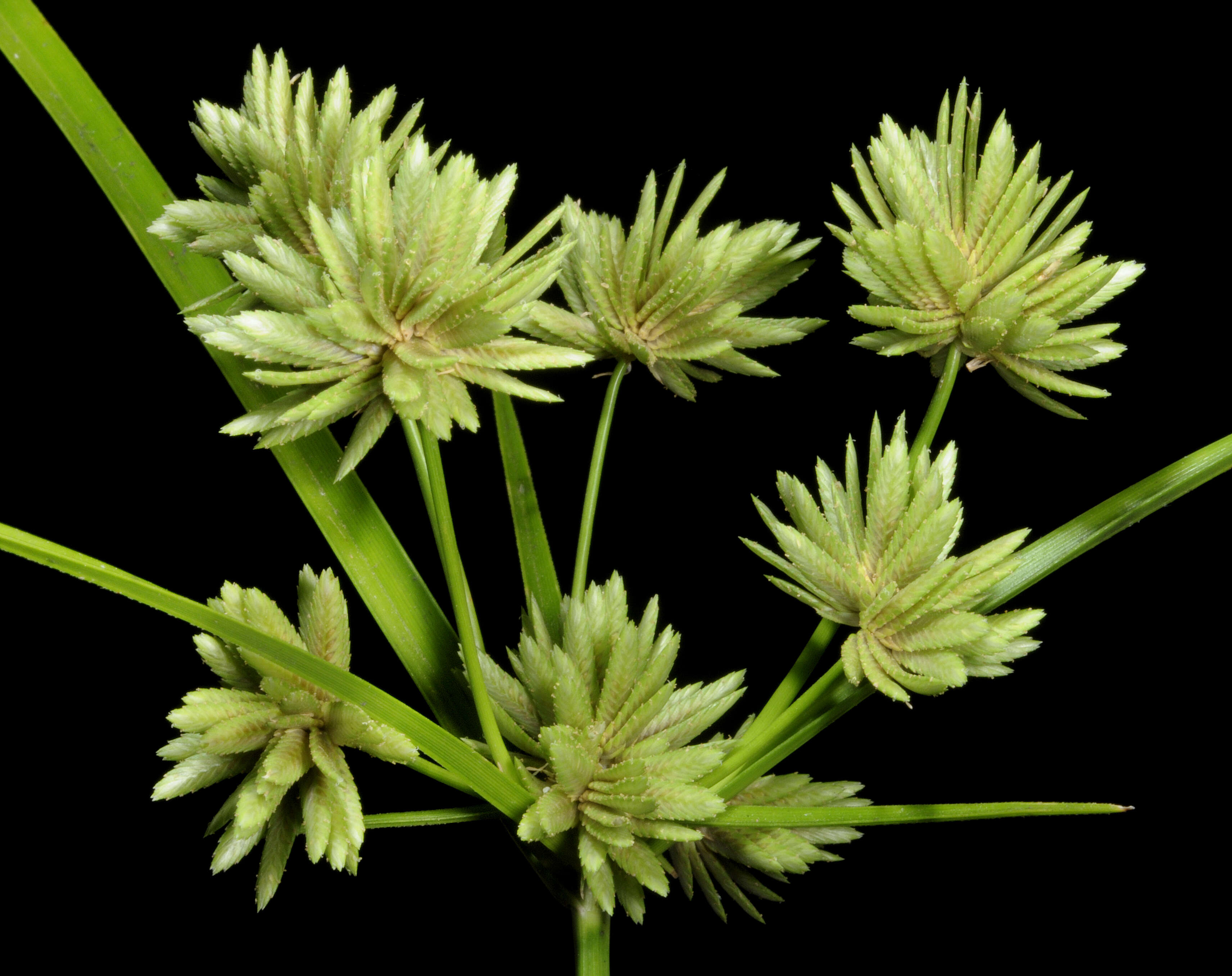 Image of Tall flatsedge