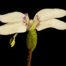 Image of Stylidium perplexum Wege