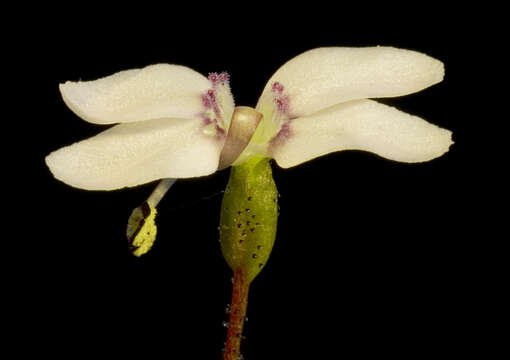 Image of Stylidium perplexum Wege