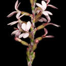 Image of Stylidium marradongense A. Lowrie & K. F. Kenneally