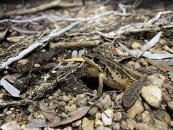 Litoria nasuta (Gray 1842)的圖片