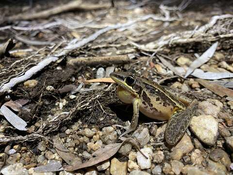 Imagem de Litoria nasuta (Gray 1842)