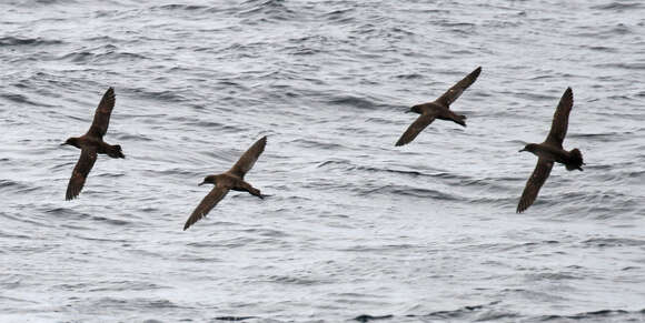 Image of Sooty Shearwater