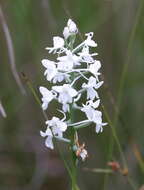 Image of Snowy orchid