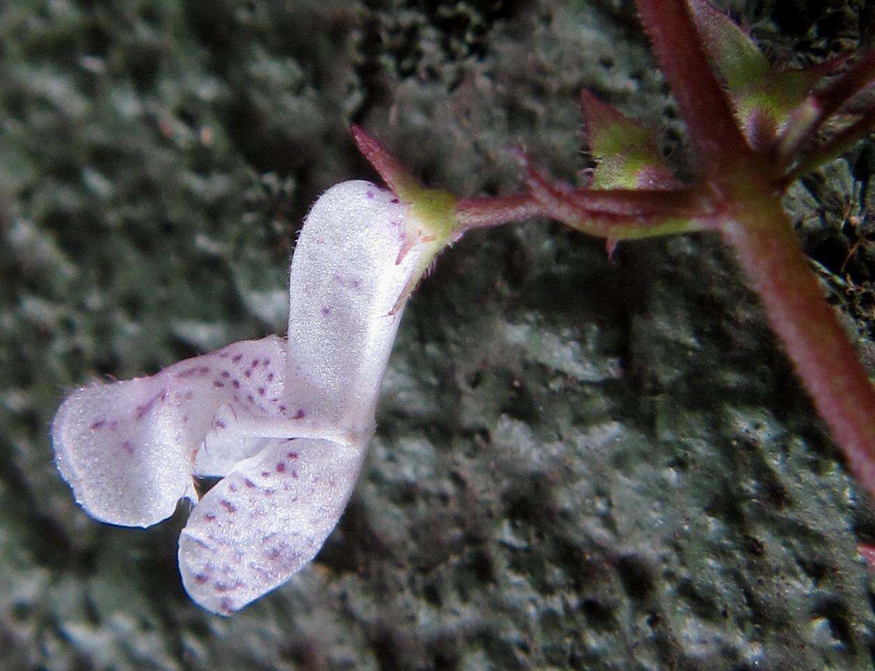 Image of speckled spur flower