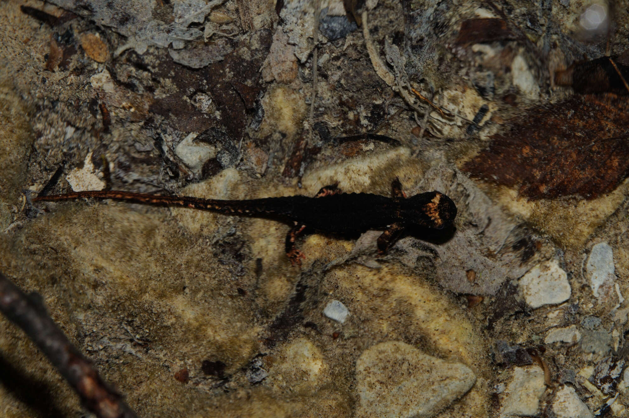 Image of spectacled salamander