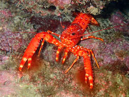 Image of Dwarf Reef Lobster