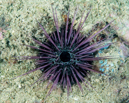 صورة Echinostrephus A. Agassiz 1863