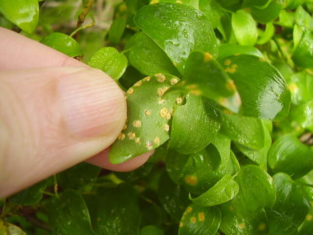 Imagem de Puccinia myrsiphylli (Thüm.) G. Winter 1884