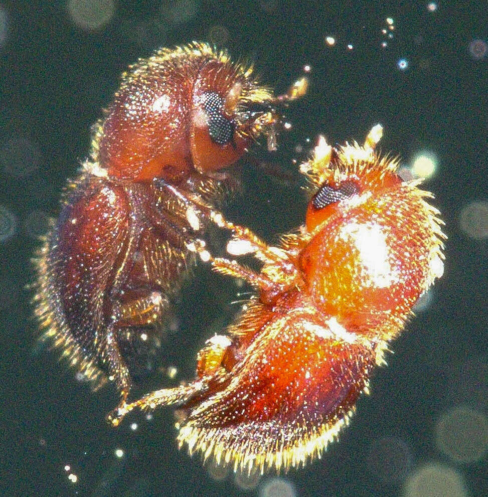 Image of granulated ambrosia beetle