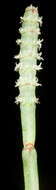 Image of Salicornia quinqueflora subsp. quinqueflora