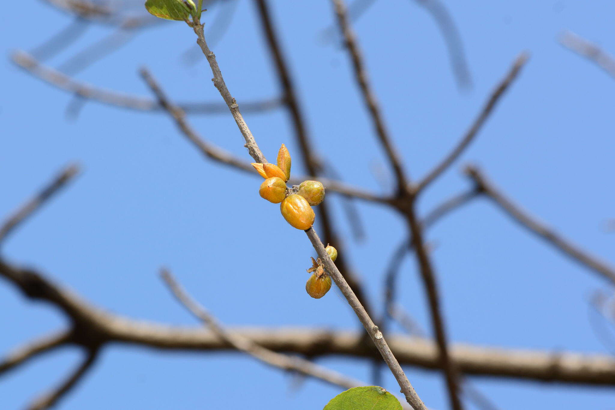 Image of Casearia graveolens Dalzell