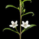 Myoporum caprarioides Benth. resmi