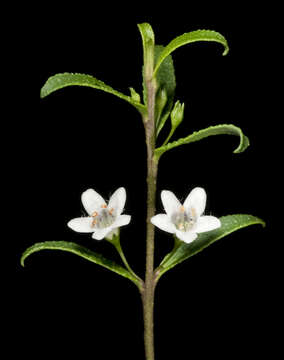 Image of Myoporum caprarioides Benth.